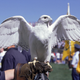 Illustration for article titled Aurora, Air Forces Falcon Mascot, Moves On To The Great Falcon Habitat In The, Uhh, Sky